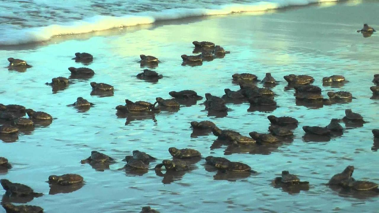 Praia Do Forte Apt. Екстер'єр фото